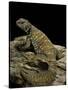 Uromastyx Ornata (Ornate Mastigure, Ornate Dabb Lizard)-Paul Starosta-Stretched Canvas