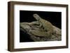 Uromastyx Ornata (Ornate Mastigure, Ornate Dabb Lizard)-Paul Starosta-Framed Photographic Print