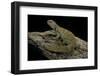 Uromastyx Ornata (Ornate Mastigure, Ornate Dabb Lizard)-Paul Starosta-Framed Photographic Print