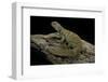 Uromastyx Ornata (Ornate Mastigure, Ornate Dabb Lizard)-Paul Starosta-Framed Photographic Print