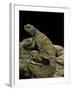 Uromastyx Ornata (Ornate Mastigure, Ornate Dabb Lizard)-Paul Starosta-Framed Photographic Print