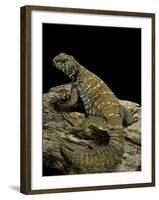 Uromastyx Ornata (Ornate Mastigure, Ornate Dabb Lizard)-Paul Starosta-Framed Photographic Print