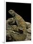 Uromastyx Ornata (Ornate Mastigure, Ornate Dabb Lizard)-Paul Starosta-Framed Photographic Print