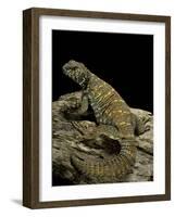 Uromastyx Ornata (Ornate Mastigure, Ornate Dabb Lizard)-Paul Starosta-Framed Photographic Print