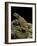 Uromastyx Ornata (Ornate Mastigure, Ornate Dabb Lizard)-Paul Starosta-Framed Photographic Print