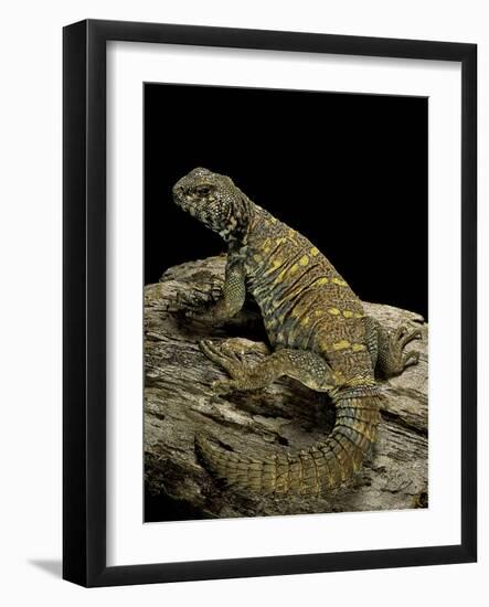 Uromastyx Ornata (Ornate Mastigure, Ornate Dabb Lizard)-Paul Starosta-Framed Photographic Print