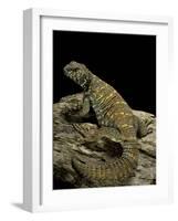 Uromastyx Ornata (Ornate Mastigure, Ornate Dabb Lizard)-Paul Starosta-Framed Photographic Print