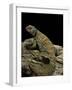 Uromastyx Ornata (Ornate Mastigure, Ornate Dabb Lizard)-Paul Starosta-Framed Photographic Print