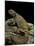 Uromastyx Ornata (Ornate Mastigure, Ornate Dabb Lizard)-Paul Starosta-Mounted Photographic Print