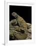 Uromastyx Ornata (Ornate Mastigure, Ornate Dabb Lizard)-Paul Starosta-Framed Photographic Print