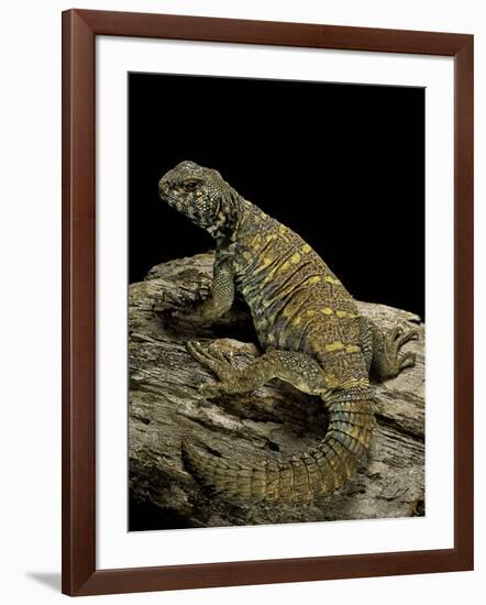 Uromastyx Ornata (Ornate Mastigure, Ornate Dabb Lizard)-Paul Starosta-Framed Photographic Print