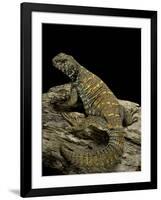 Uromastyx Ornata (Ornate Mastigure, Ornate Dabb Lizard)-Paul Starosta-Framed Photographic Print