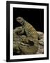 Uromastyx Ornata (Ornate Mastigure, Ornate Dabb Lizard)-Paul Starosta-Framed Photographic Print