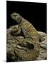 Uromastyx Ornata (Ornate Mastigure, Ornate Dabb Lizard)-Paul Starosta-Mounted Photographic Print