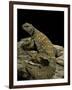 Uromastyx Ornata (Ornate Mastigure, Ornate Dabb Lizard)-Paul Starosta-Framed Photographic Print