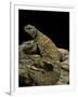 Uromastyx Ornata (Ornate Mastigure, Ornate Dabb Lizard)-Paul Starosta-Framed Photographic Print