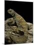 Uromastyx Ornata (Ornate Mastigure, Ornate Dabb Lizard)-Paul Starosta-Mounted Photographic Print