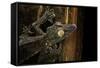 Uroplatus Fimbriatus (Giant Leaf-Tailed Gecko)-Paul Starosta-Framed Stretched Canvas