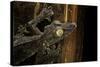 Uroplatus Fimbriatus (Giant Leaf-Tailed Gecko)-Paul Starosta-Stretched Canvas