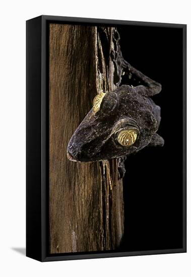 Uroplatus Fimbriatus (Giant Leaf-Tailed Gecko)-Paul Starosta-Framed Stretched Canvas