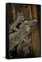 Uroplatus Fimbriatus (Giant Leaf-Tailed Gecko)-Paul Starosta-Framed Stretched Canvas