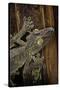 Uroplatus Fimbriatus (Giant Leaf-Tailed Gecko)-Paul Starosta-Stretched Canvas