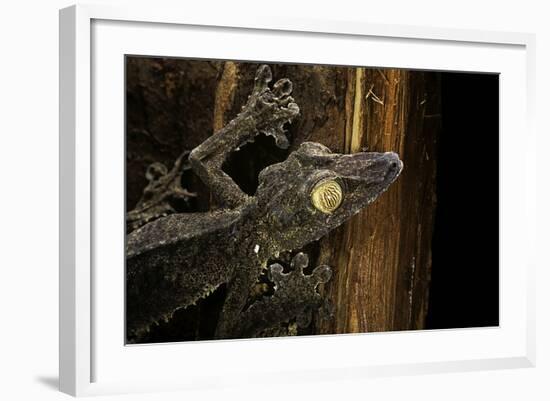 Uroplatus Fimbriatus (Giant Leaf-Tailed Gecko)-Paul Starosta-Framed Photographic Print