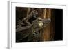 Uroplatus Fimbriatus (Giant Leaf-Tailed Gecko)-Paul Starosta-Framed Photographic Print