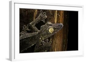 Uroplatus Fimbriatus (Giant Leaf-Tailed Gecko)-Paul Starosta-Framed Photographic Print