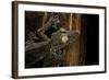 Uroplatus Fimbriatus (Giant Leaf-Tailed Gecko)-Paul Starosta-Framed Photographic Print