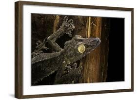 Uroplatus Fimbriatus (Giant Leaf-Tailed Gecko)-Paul Starosta-Framed Photographic Print