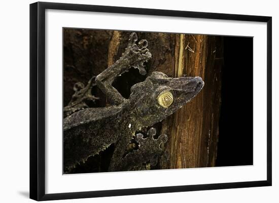 Uroplatus Fimbriatus (Giant Leaf-Tailed Gecko)-Paul Starosta-Framed Photographic Print