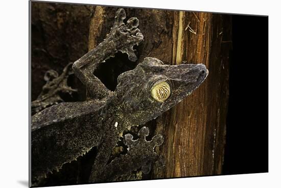 Uroplatus Fimbriatus (Giant Leaf-Tailed Gecko)-Paul Starosta-Mounted Photographic Print