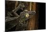 Uroplatus Fimbriatus (Giant Leaf-Tailed Gecko)-Paul Starosta-Mounted Photographic Print