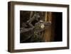 Uroplatus Fimbriatus (Giant Leaf-Tailed Gecko)-Paul Starosta-Framed Photographic Print