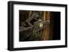 Uroplatus Fimbriatus (Giant Leaf-Tailed Gecko)-Paul Starosta-Framed Photographic Print