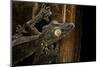 Uroplatus Fimbriatus (Giant Leaf-Tailed Gecko)-Paul Starosta-Mounted Photographic Print