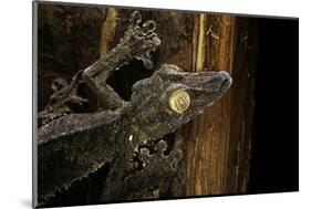 Uroplatus Fimbriatus (Giant Leaf-Tailed Gecko)-Paul Starosta-Mounted Photographic Print