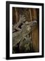 Uroplatus Fimbriatus (Giant Leaf-Tailed Gecko)-Paul Starosta-Framed Photographic Print