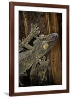 Uroplatus Fimbriatus (Giant Leaf-Tailed Gecko)-Paul Starosta-Framed Photographic Print