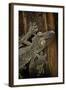 Uroplatus Fimbriatus (Giant Leaf-Tailed Gecko)-Paul Starosta-Framed Photographic Print
