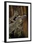 Uroplatus Fimbriatus (Giant Leaf-Tailed Gecko)-Paul Starosta-Framed Photographic Print