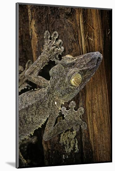 Uroplatus Fimbriatus (Giant Leaf-Tailed Gecko)-Paul Starosta-Mounted Photographic Print