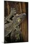 Uroplatus Fimbriatus (Giant Leaf-Tailed Gecko)-Paul Starosta-Mounted Photographic Print
