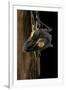 Uroplatus Fimbriatus (Giant Leaf-Tailed Gecko)-Paul Starosta-Framed Photographic Print