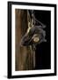 Uroplatus Fimbriatus (Giant Leaf-Tailed Gecko)-Paul Starosta-Framed Photographic Print