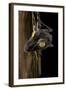 Uroplatus Fimbriatus (Giant Leaf-Tailed Gecko)-Paul Starosta-Framed Photographic Print