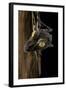 Uroplatus Fimbriatus (Giant Leaf-Tailed Gecko)-Paul Starosta-Framed Photographic Print