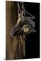 Uroplatus Fimbriatus (Giant Leaf-Tailed Gecko)-Paul Starosta-Mounted Photographic Print