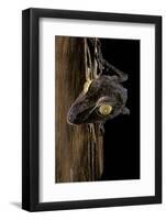 Uroplatus Fimbriatus (Giant Leaf-Tailed Gecko)-Paul Starosta-Framed Photographic Print